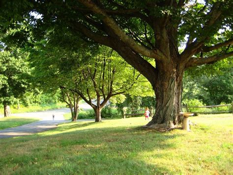 Old trees in CT | Old trees, Tree, Research images