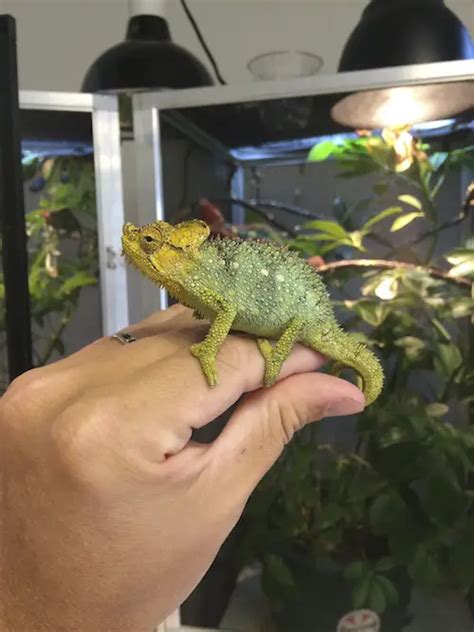 What do chameleons eat