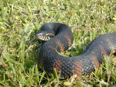 Florida banded water snake - Wikipedia