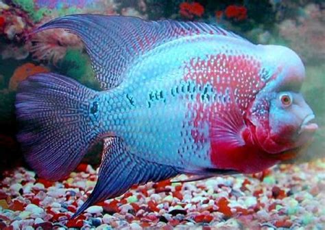 flowerhorn fish | Exotic fish, Tropical freshwater fish, Cool fish