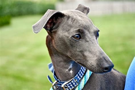 The Best Collars for Greyhounds - Digital-Championship