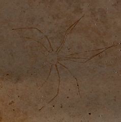 Category:Decapoda fossils - Wikimedia Commons