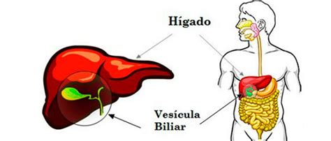 Vesícula biliar: qué es, función y dónde esta localizada - La Guía de ...