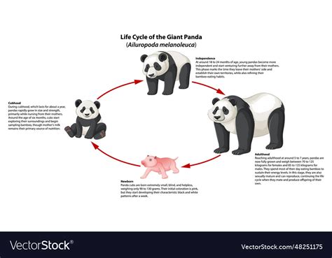 Biology study panda life cycle infographic Vector Image