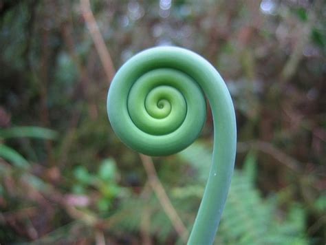 Spiral-Plant-Nature-Hypnosis-Green - Finding True Magic