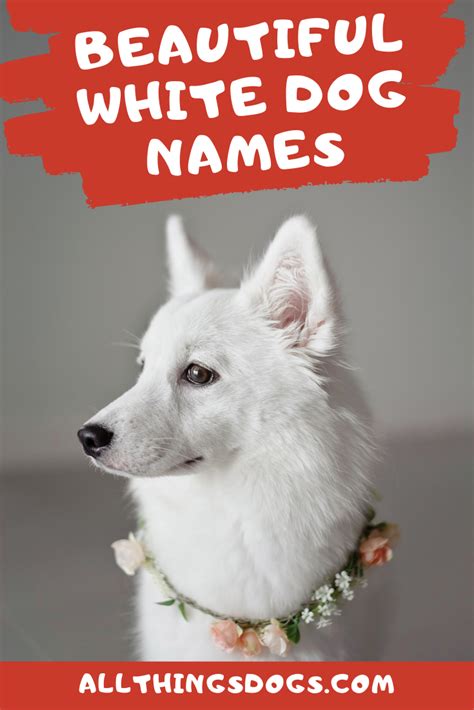 White Dog Names | Dog names, White dog names, Puppy names