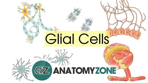 Glial Cells - Neuroanatomy Basics - Anatomy Tutorial - YouTube