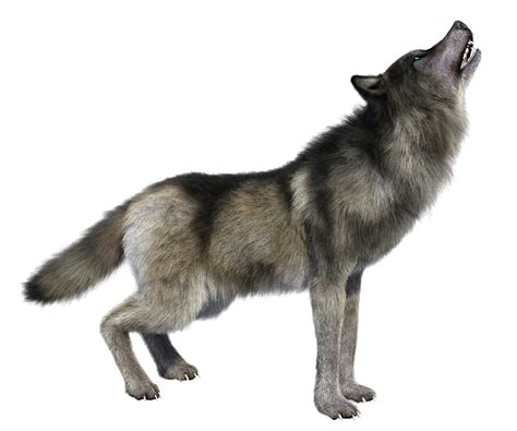 Stock photography Image Royalty-free Vector graphics Illustration - dire wolf size png download ...