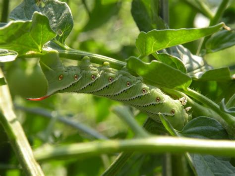 Mary's Louisiana Garden: Tomato Hornworm