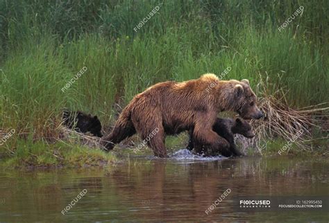 Grizzly Bear With Cubs — mammals, wild animal - Stock Photo | #162995450