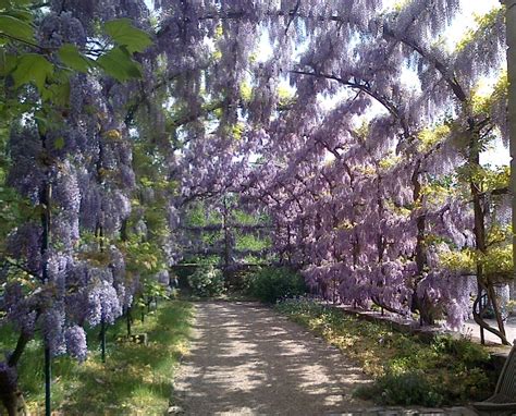 Wisteria sinensis (Chinese Wisteria, Wisteria) | North Carolina Extension Gardener Plant Toolbox