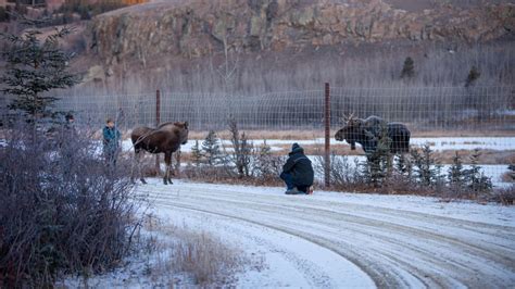 Rehabilitation Archives - Yukon Wildlife Preserve