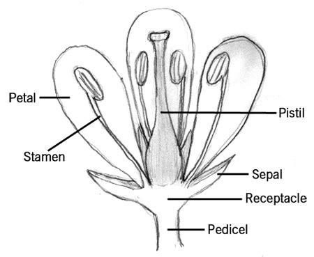 Canadian Wildlife Federation: Pedicel