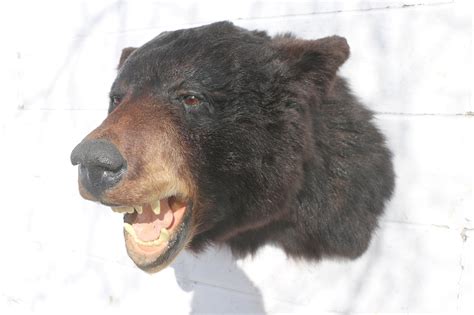 Black Bear Head Mount – P&D International Furtraders