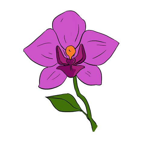 Orchid Drawing Outline