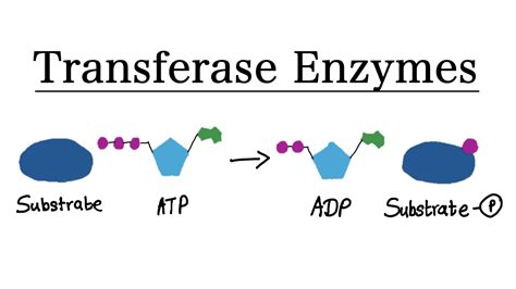 What are Transferase enzymes? | MCAT Biochemistry - YouTube