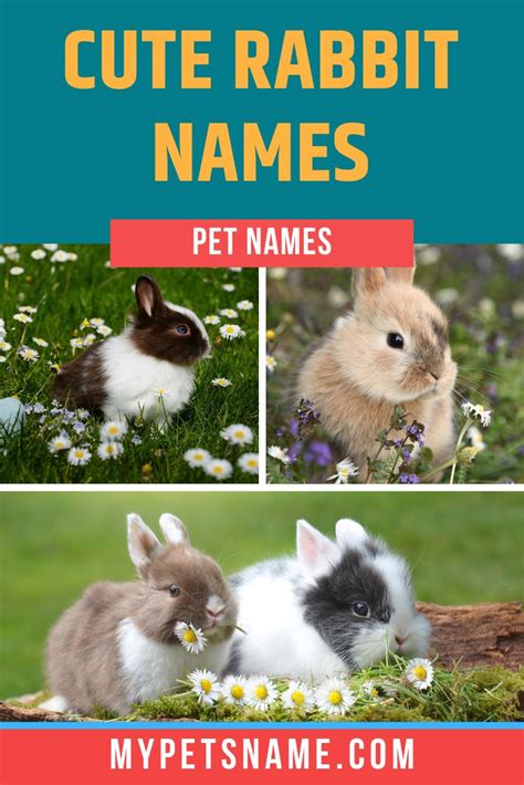 Cute Rabbit Names | Rabbit names, Cute pet names, Rabbit