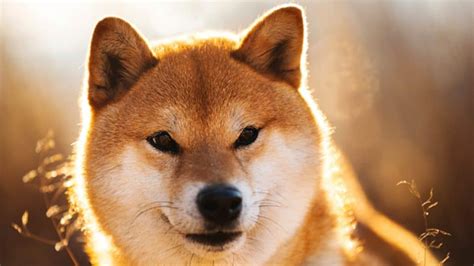 The 159 Most Popular (& Cute) Shiba Inu Names