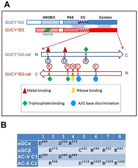 Structural organization of guanylate cyclase. A. Schematic depiction of ...