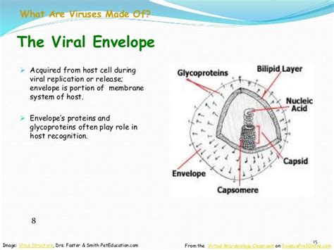 B.sc.(micro) i em unit 3.5 viruses