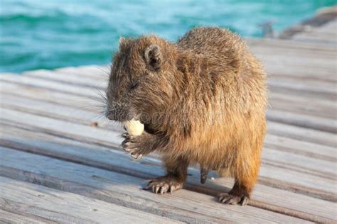 Cuban hutia stock photo. Image of pilorides, hutia, rodent - 28343092