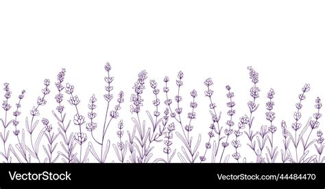 Lavender flowers botanical border engraved Vector Image