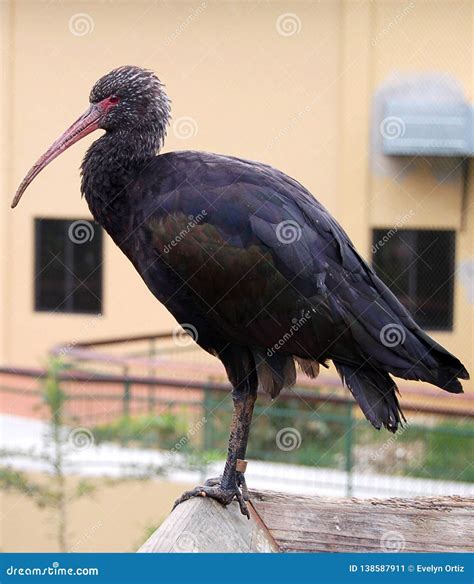 Beautiful Bird Named Black Crow and Black Beak Stock Image - Image of ...