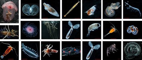 Census of Marine Zooplankton online gallery of photo vouchers for ...