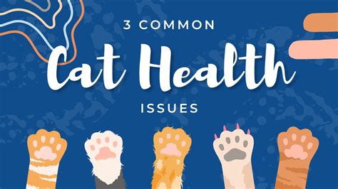 3 Common Cat Health Issues - Cat Care #Shorts - Cat World News