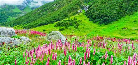 Experience the nature on Valley of flowers trek | by valleyofflowersindia | Medium