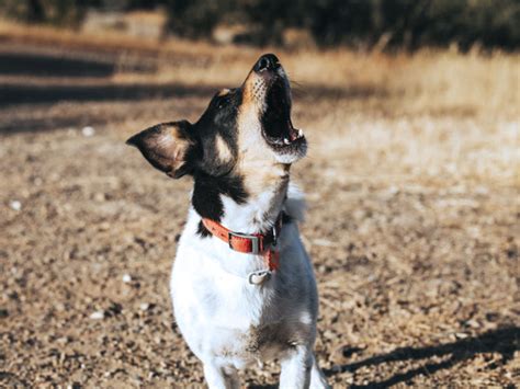 Excessive Barking Dog Training in San Luis Obispo | DognPooch