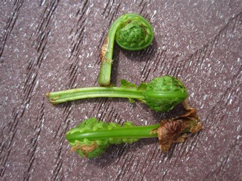 Matteuccia Species, the Most Delicious Fiddlehead Ferns - Backyard Forager