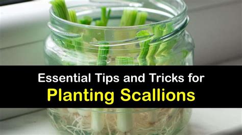 Planting Scallions - Step-by-Step Ways to Grow Scallions