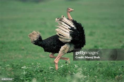 Ostrich Running Photos and Premium High Res Pictures - Getty Images