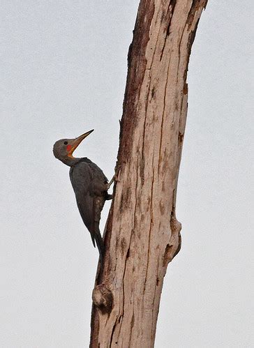 Great Slaty Woodpecker | Tmatboey, 1st Jan 2013. A party of … | Flickr