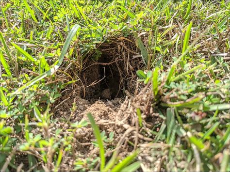 animal identification - What caused these ~5 cm holes in my front yard ...