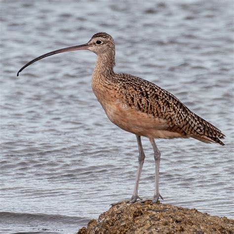 Long-billed Curlew research in BC – Nature Vancouver