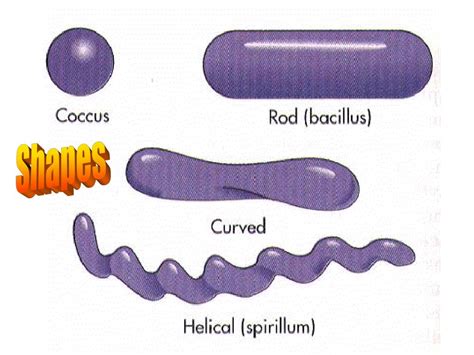 PPT - Bacterial Virulence Factors PowerPoint Presentation - ID:570095