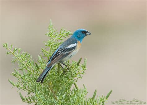 Lazuli Bunting males – Mia McPherson's On The Wing Photography