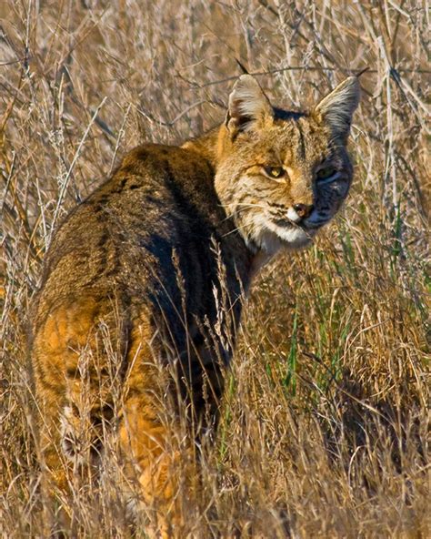 Bobcat - Lynx rufus - NatureWorks