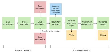 Pharmacokinetics And Pharmacodynamics Youtube - buickcafe.com