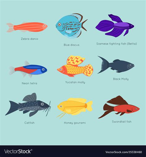 Exotic tropical fish different colors underwater Vector Image