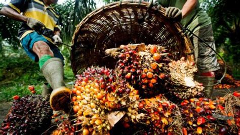 Tension in Enugu community over destruction of palm plantation | The ...