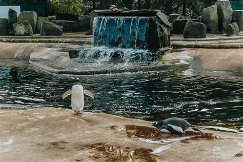 Visiting Edinburgh Zoo Penguins Parade