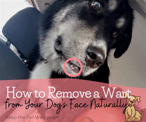 How to Remove a Wart from Your Dog’s Face Naturally | Dog warts, Dog face, Dogs