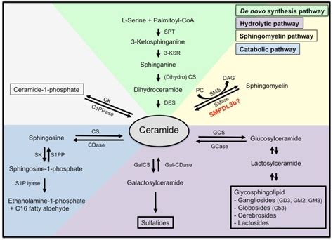 Sphingolipid metabolism. Ceramide is the centerpiece of the ...