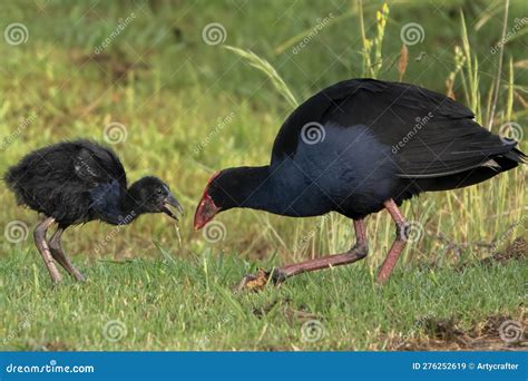 A New Zealand Native Pukeko Adult Feeding a Baby Stock Image - Image of native, together: 276252619