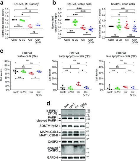 Cytotoxic and cytostatic effects of cisplatin treatment in SKOV3 cells.... | Download Scientific ...