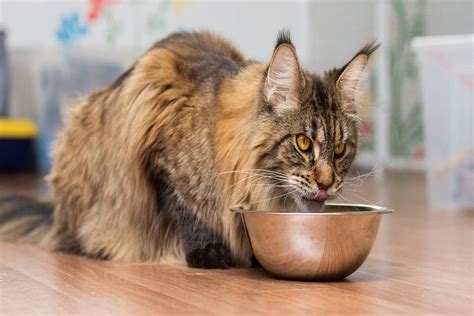 What Is The Best Food For A Cat With Hyperthyroidism - The Pet Town