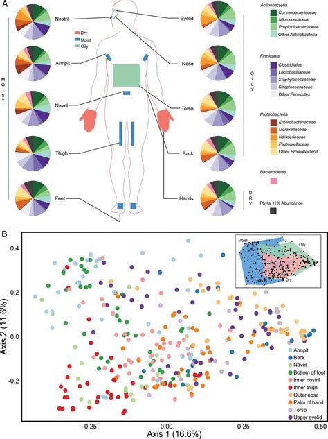 Human Skin Microbiome